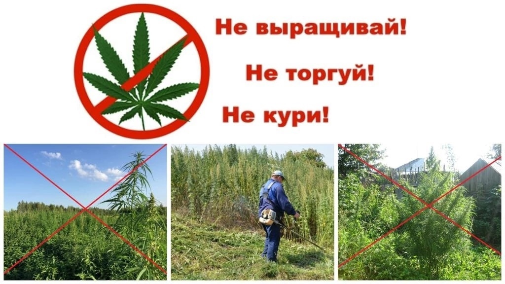 Мероприятия по информированию населения о необходимости принятия мер по уничтожению дикорастущей конопли.